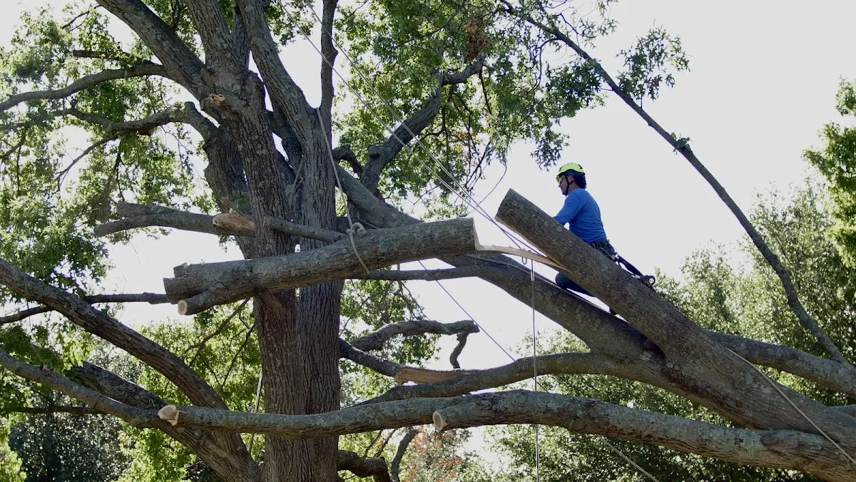Professional Hazardous Tree Removal performed by certified arborists in Poplar