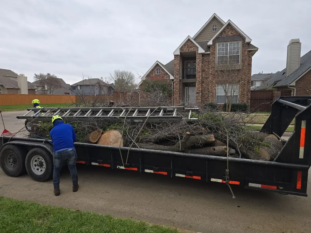 Expert Tree Pest Control with proper safety equipment in Poplar